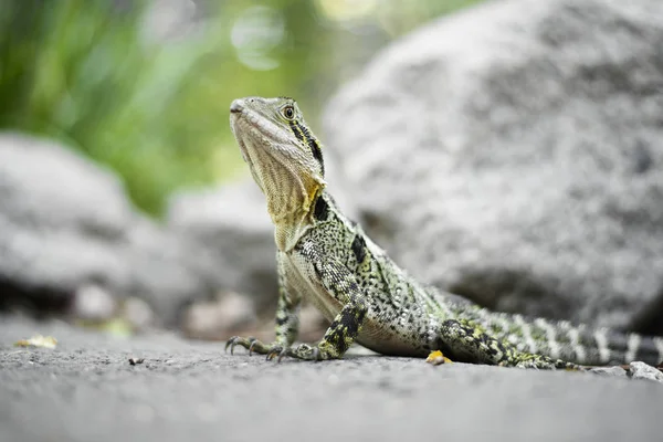 Dragón de agua afuera durante el día . — Foto de Stock