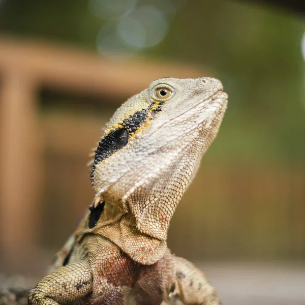 Wasserdrache tagsüber draußen. — Stockfoto