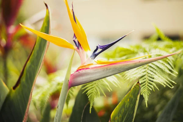 Bird of paradise rostliny v zahradě. — Stock fotografie
