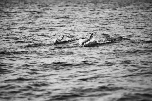Mother dolphin and calf swimming in Moreton Bay. Black and White