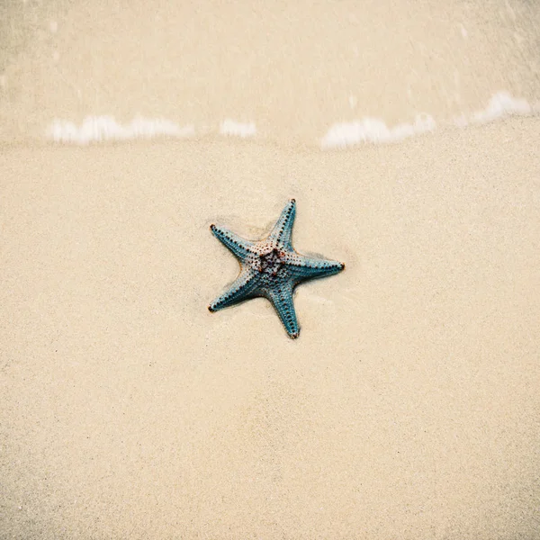 Estrella de mar en la arena de la playa. De cerca. — Foto de Stock