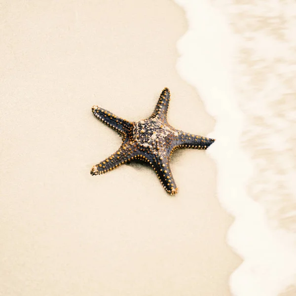 Rozgwiazda na piaszczystej plaży. Z bliska. — Zdjęcie stockowe