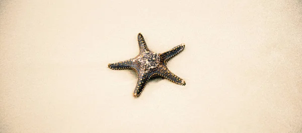 Rozgwiazda na piaszczystej plaży. Z bliska. — Zdjęcie stockowe