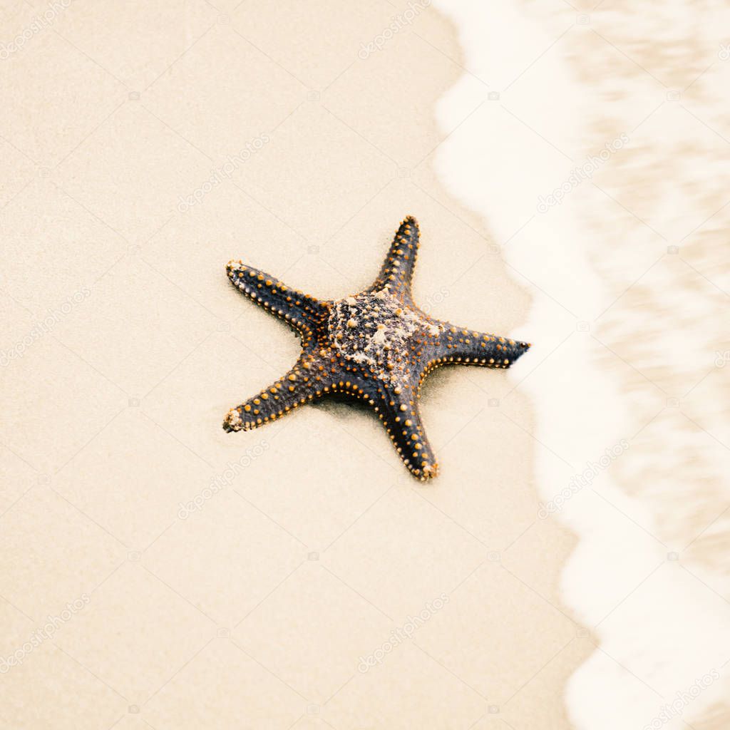 Starfish on the beach sand. Close up.