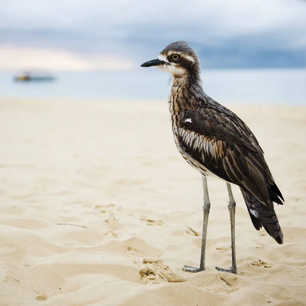 Buschbrachvogel ruht sich am Strand aus. — Stockfoto