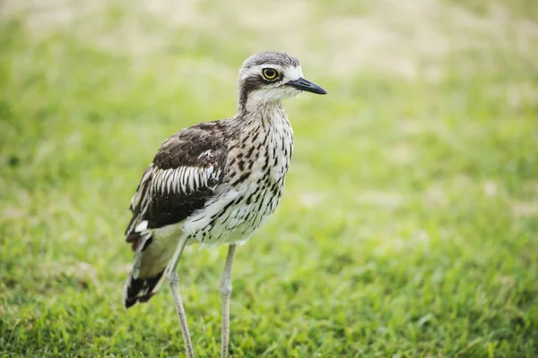 Bush pedra-curlew descansando na praia . — Fotografia de Stock