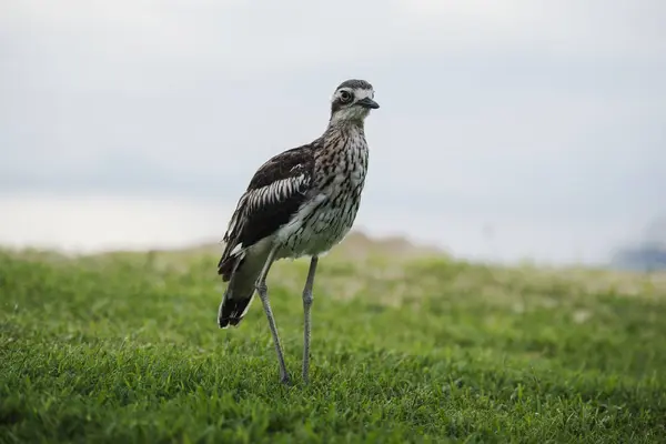 Bush pedra-curlew descansando na praia . — Fotografia de Stock