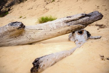Tangalooma Island beach Moreton Bay. 