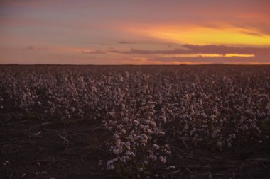 Oakey, Queensland alanında pamuk