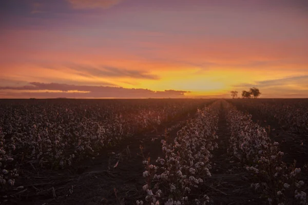 Cotton field in Oakey, Queensland — Stock Photo, Image