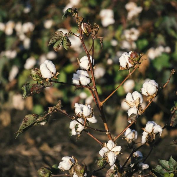 Cotton field in Oakey, Queensland — Stock Photo, Image
