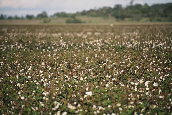 Katoen veld in Oakey, Queensland — Stockfoto