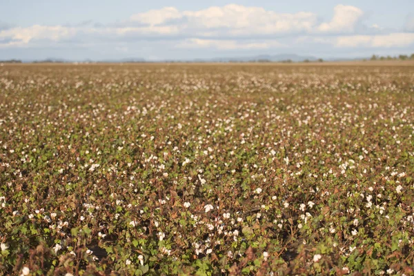 Cotton field in Oakey, Queensland