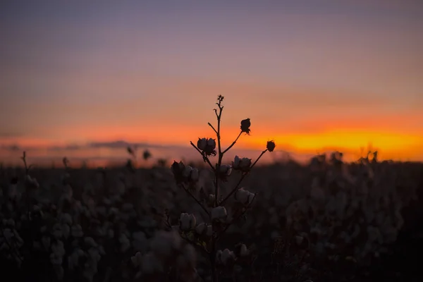 Katoen veld in Oakey, Queensland — Stockfoto