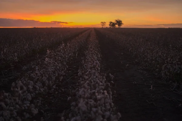 Pamut mező Oakey, Queensland — Stock Fotó