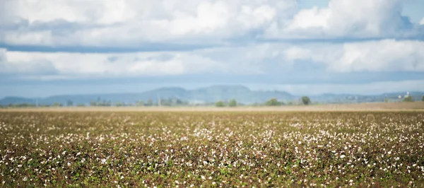 Katoen veld in Oakey, Queensland — Stockfoto