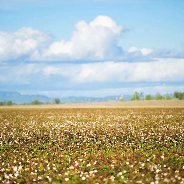 Campo di cotone a Oakey, Queensland — Foto Stock