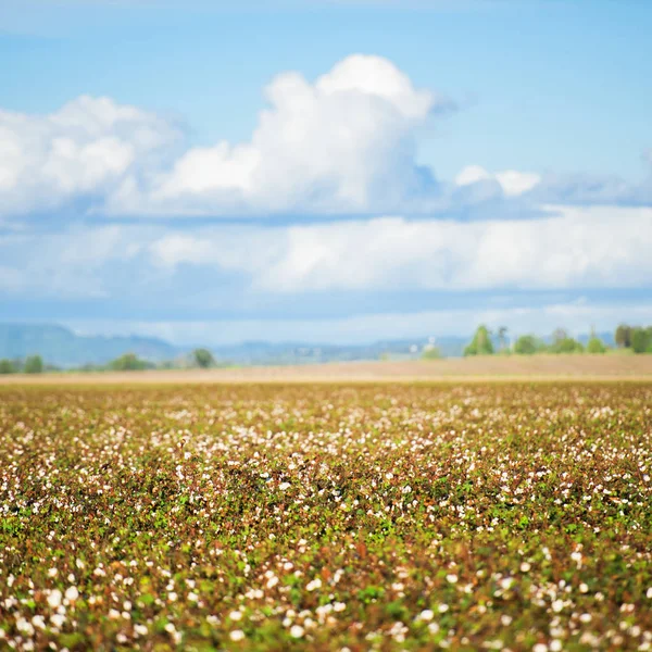 Cotton field in Oakey, Queensland — Stock Photo, Image