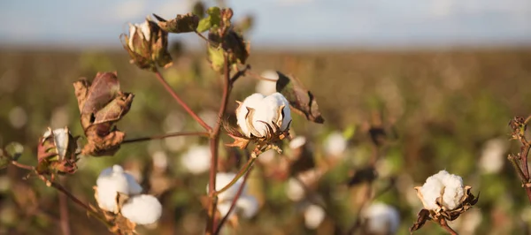 Campos de algodón en Oakey, Queensland — Foto de Stock