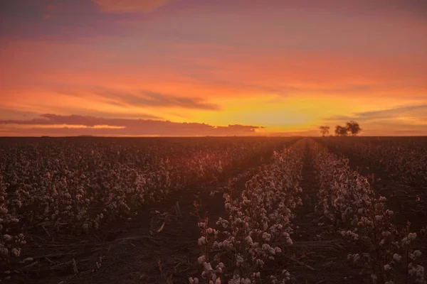 Campos de algodón en Oakey, Queensland — Foto de Stock