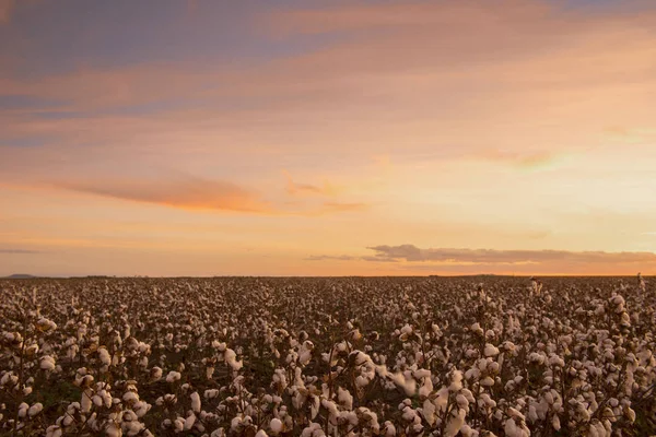 Campos de algodón en Oakey, Queensland — Foto de Stock