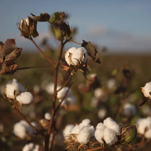 Campos de algodón en Oakey, Queensland — Foto de Stock