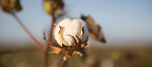 Cotton field in Oakey, Queensland — Stock Photo, Image