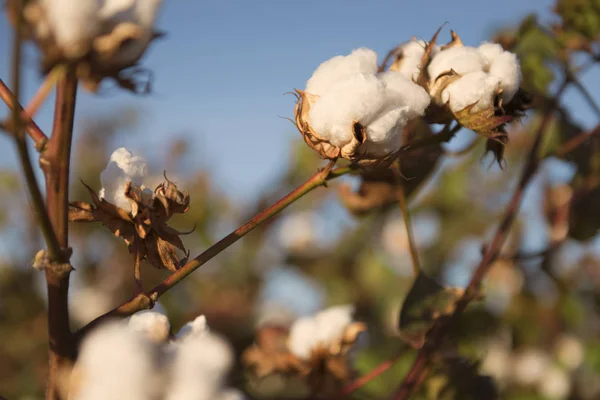 Campos de algodón en Oakey, Queensland —  Fotos de Stock