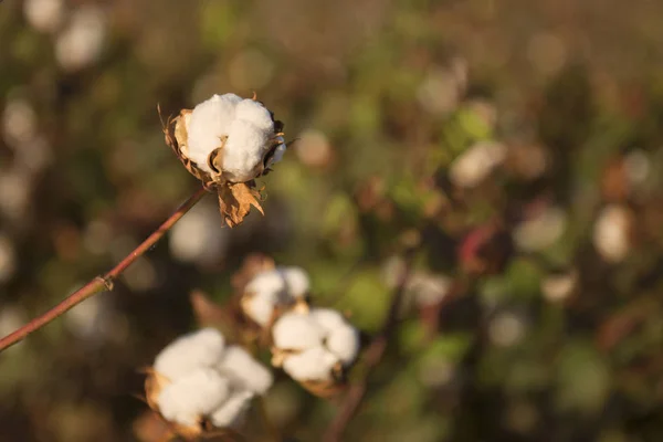 Campos de algodón en Oakey, Queensland —  Fotos de Stock
