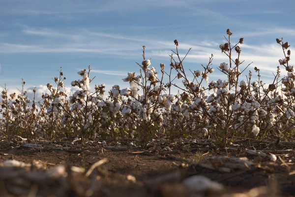 Campos de algodón en Oakey, Queensland — Foto de Stock