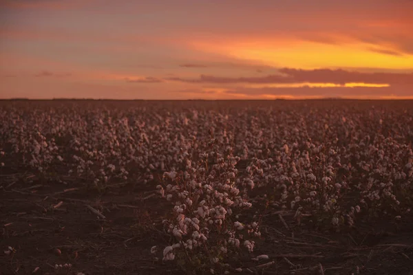 Katoen veld in Oakey, Queensland — Stockfoto