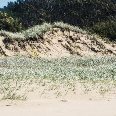 Moreton Adası bozulmamış beach.