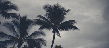 Bulutlu bir günde siluetleri sahilde Palm ağaçlar.