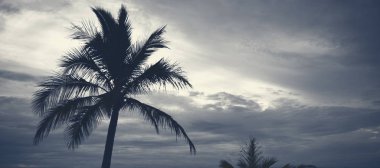 Bulutlu bir günde siluetleri sahilde Palm ağaçlar.