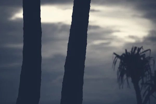 棕榈树在沙滩上的剪影在阴天. — 图库照片