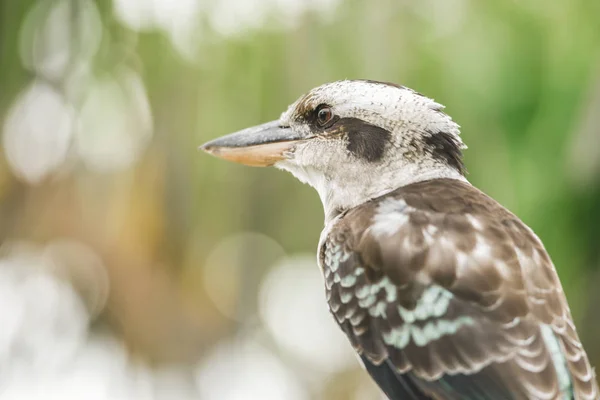 Kookaburra gracefully resting during the day. — Stock Photo, Image