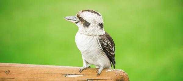 Kookaburra descansando con gracia durante el día . —  Fotos de Stock