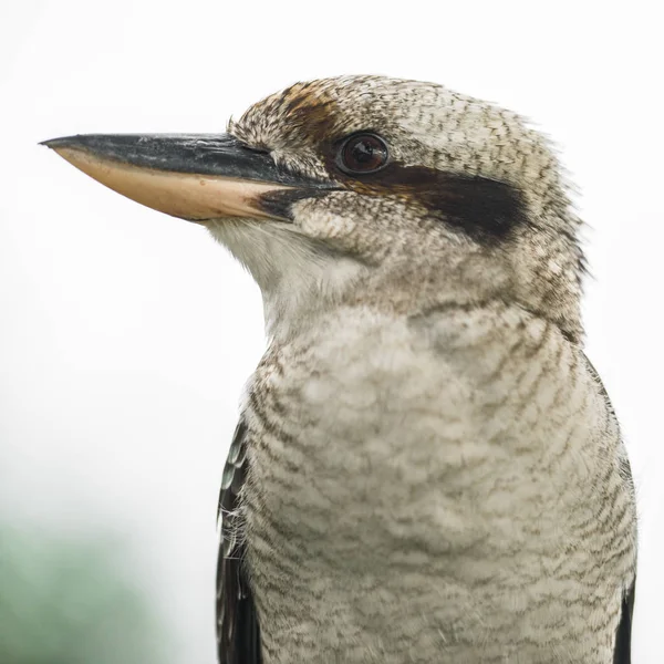 Kookaburra gracefully resting during the day. — Stock Photo, Image