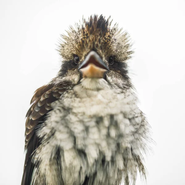 Kookaburra si riposa con grazia durante il giorno . — Foto Stock