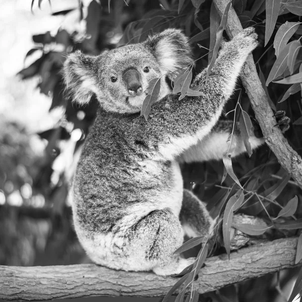 Koala dans un eucalyptus. Noir et blanc — Photo