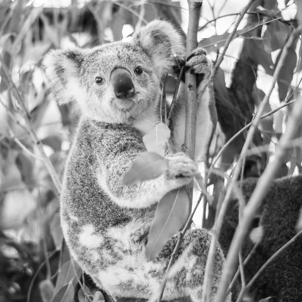 Koala okaliptüs ağacında. Siyah ve beyaz — Stok fotoğraf