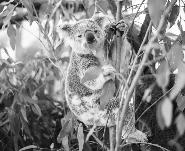 Koala w drzewa eukaliptusowe. Czarno-białe — Zdjęcie stockowe
