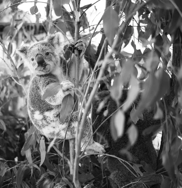 Koala w drzewa eukaliptusowe. Czarno-białe — Zdjęcie stockowe