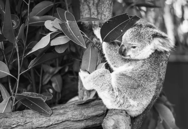 Коала на эвкалиптовом дереве. Черное и белое — стоковое фото