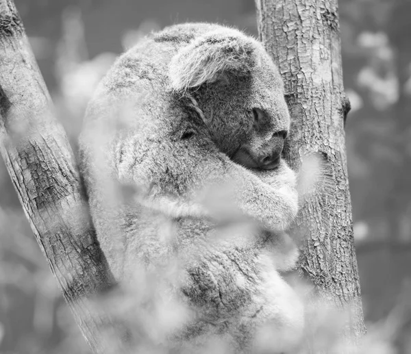 Koala in een eucalyptus boom. Zwart-wit — Stockfoto
