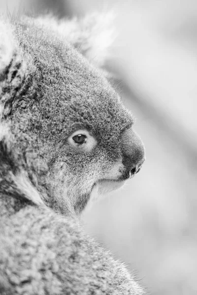 Koala em uma árvore de eucalipto. Preto e branco — Fotografia de Stock