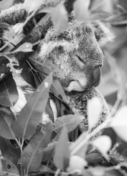 Koala em uma árvore de eucalipto. Preto e branco — Fotografia de Stock