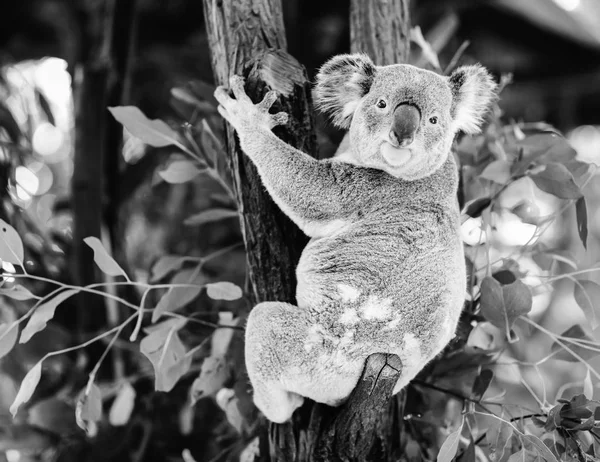 Koala em uma árvore de eucalipto. Preto e branco — Fotografia de Stock