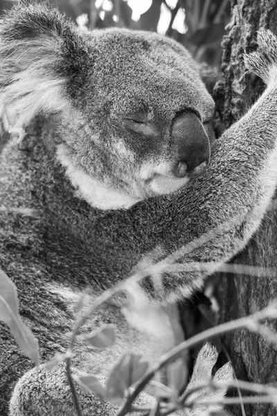 Koala okaliptüs ağacında. Siyah ve beyaz — Stok fotoğraf