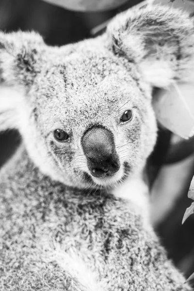 Koala v eukalyptu strom. Černá a bílá — Stock fotografie